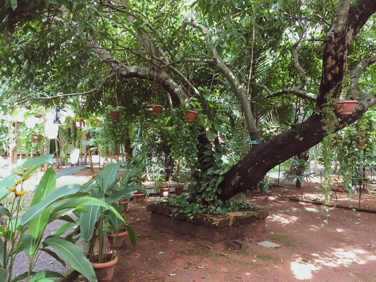 Palm Grove Service Villa Kochi Bed & Breakfast