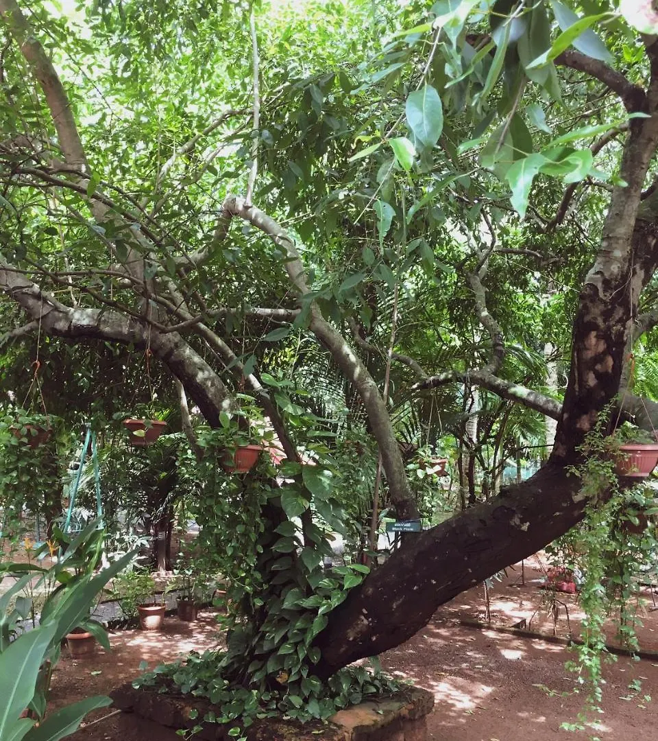 Palm Grove Service Villa Kochi India
